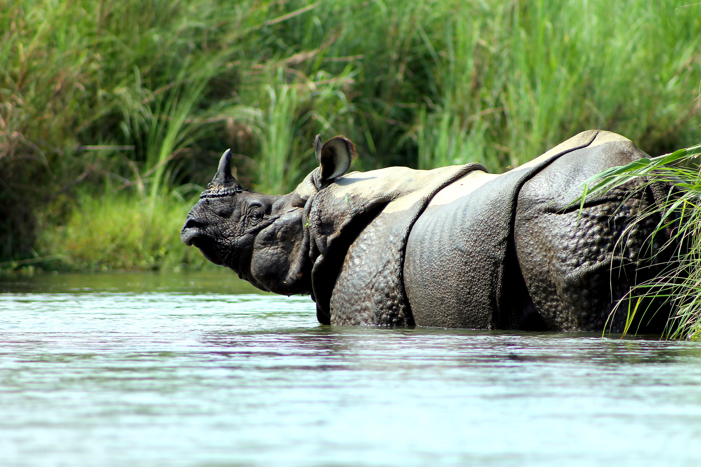 chitwan national park (nepal).webp